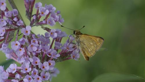 Ochlodes sylvanus